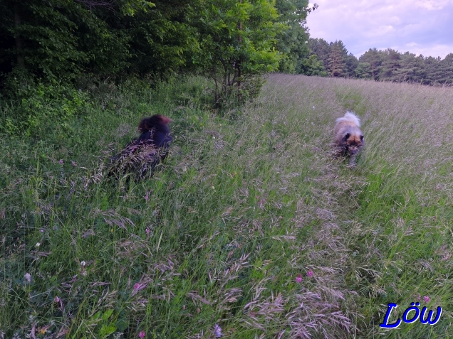 27.5.2025 - Wiesenwanderer